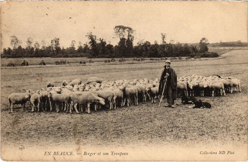 Cpa beauce berger son - beauce,