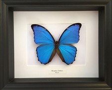 Véritable Papillon Morpho