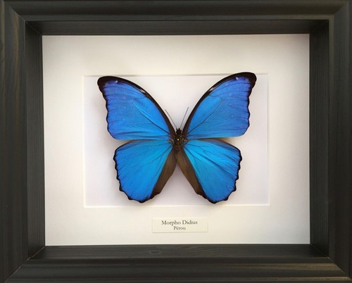Véritable papillon morpho - véritable,