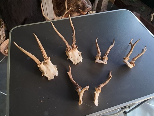 Lot massacres de - 5,