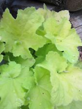 ♫ HEUCHERE 'Verdâtre Vert Eclairé' ♫ Graines ♫ Plante Mellifère, Ornement Vivace
