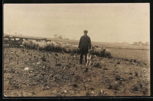 Carte postale photo berger