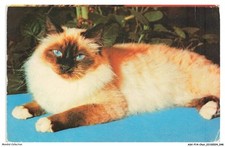 ASVP14-1073-CHAT - Sacré de birmanie