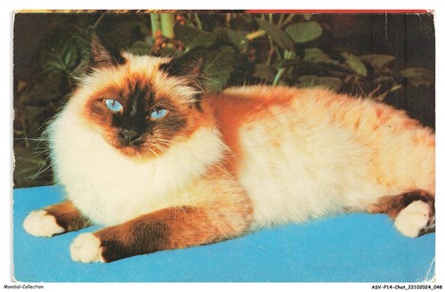 Asvp14 1073 chat sacré - asvp14-1073-chat,