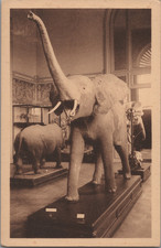 Musée congo belge - congo, belge,