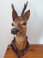 Cabinet de curiosités tête de chevreuil avec ses bois taxidermie sur son écusson