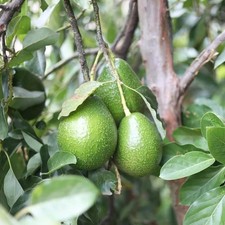 Persea americana 'Fuerte' - Groupe B - Avocatier productif