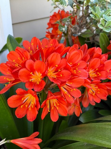 Pack mature clivia - clivia, miniata