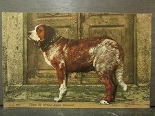cpa chien du grand st bernard