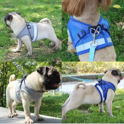 Harnais chien chat - chien,