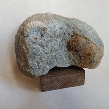 Ammonite, Bloc, Fossiles France