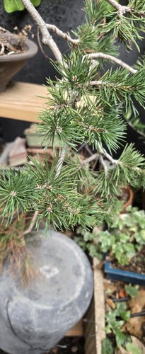 Bonsaï pinus sylvestris - bonsaï,