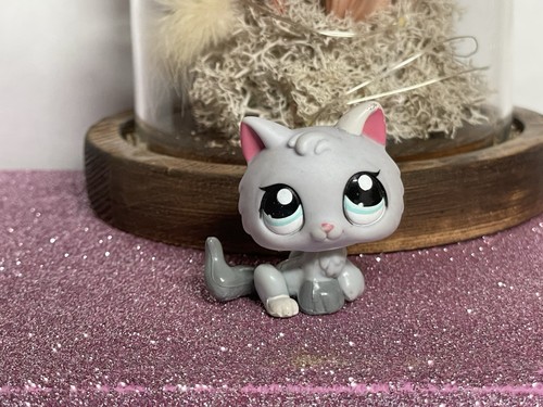 Petshop chaton snowshoe - chaton,