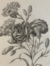 beau Dessin 1861 Fleur Fleurs