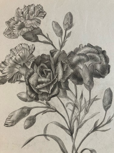 Beau dessin 1861 fleur - dessin,