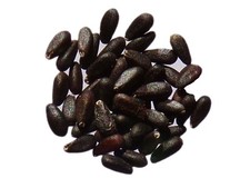 Mélisse Officinale - Melissa Officinalis - SEM05