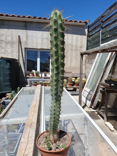 Cactus cierge echinopsis - -,