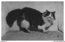 ASHP7-0394-CHAT - CHAT PERSAN TRICOLORE