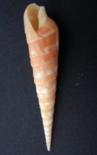 Terebra Guttata 47 mm