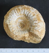 Ammonite fossile Bajocien