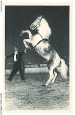 ASKP8-0471-CIRQUE - RADIO-CIRCUS - OURAL - Cheval cabreur