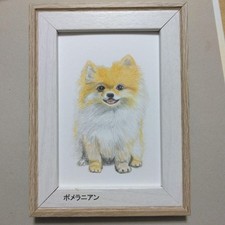Petit dessin au crayon de couleur "poméranien" format carte postale (sans...