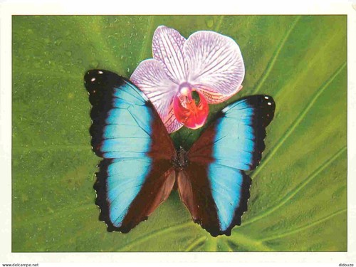 Carte postale animaux - animaux,