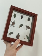 Présentoir Vitrine Cadre Insectes