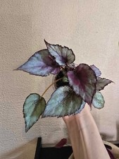 Begonia Rex Hybrid Tricolors