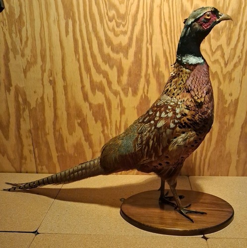 Ringneck rooster pheasant - ringneck,