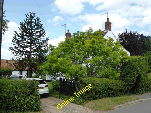Photo 6x4 araucaria araucana - araucaria,