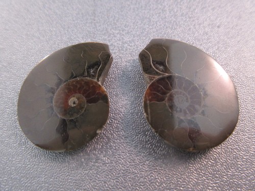 Pair madagascar ammonite - pair,