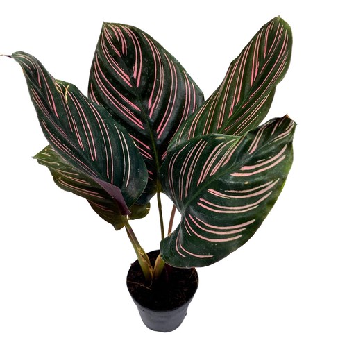 Calathea ornata pinstripe - calathea,