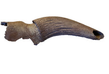 Taxidermie - Fossile - Corne de Bovidé