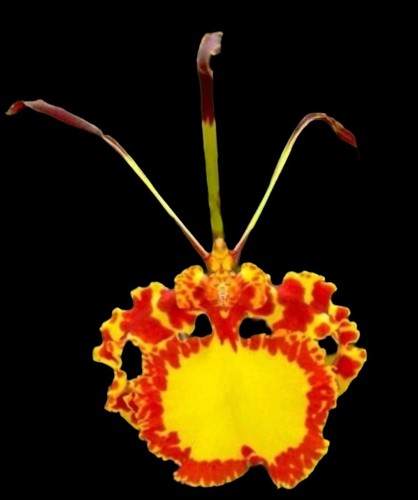 Psychopsis mendenhall - psychopsis,