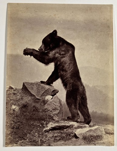 Photo collection ours - collection, :