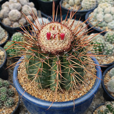 Melocactus ernestii HU182 10