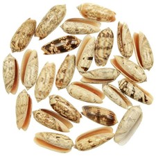 Coquillages oliva miniacea - 6 à 8 cm - Lot de 3