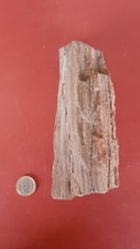 Bois Fossilisé Minéralisé