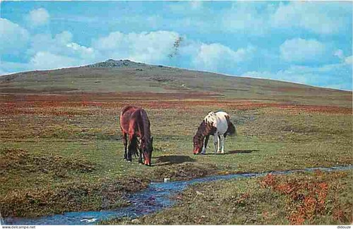 Carte postale animaux - postale,