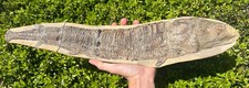 Vinctifer comptoni Fossil Fish