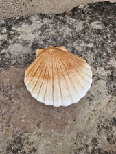 Boîte Coquillage - Coquille Saint Jacques en Faïence - Vintage - Shell Box