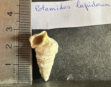 COLLECTION COQUILLAGE FOSSILE :  POTAMIDES LAPIDUM