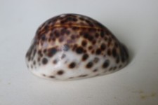 collection coquillage CYPRAEA PANTHERINA SYRINGA PORCELAINE 65mm EGYPTE