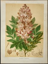 1886 - Fraxinelle - Botanique
