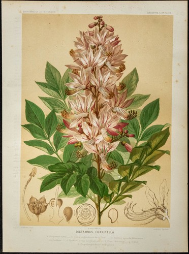 1886 fraxinelle botanique - 1886,