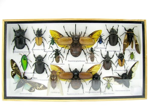 Insectes exotiques réel - -,