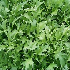 500 Graines de MIZUNA Kyoto non traitées Salade japonaise type roquette mesclun