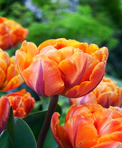 Bulbes tulipes - tulipes,
