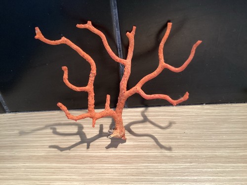 Grosse branche corail rouge - grosse,